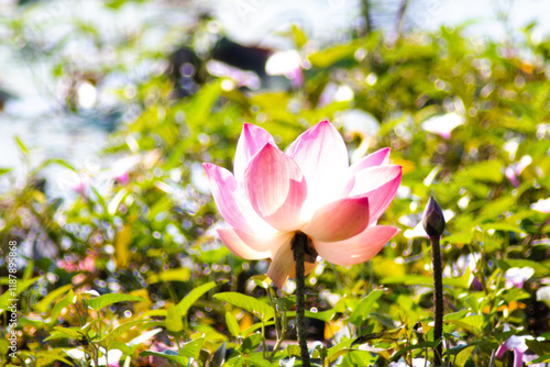 The lotus flowers that grow from the natural pond are beautiful and when the time comes they fade away. photo