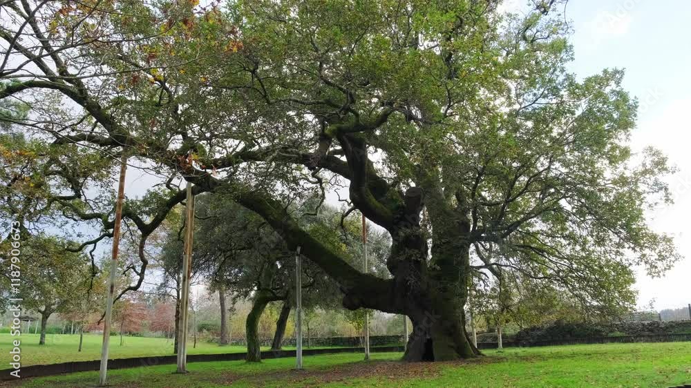 A 500-year-old oak tree stands tall in a lush green field surrounded by other oaks on a cloudy day, captured in slow motion