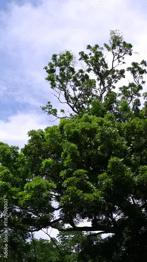 green nature tree leaves with blue sky background green nature tree leaves with blue sky background
