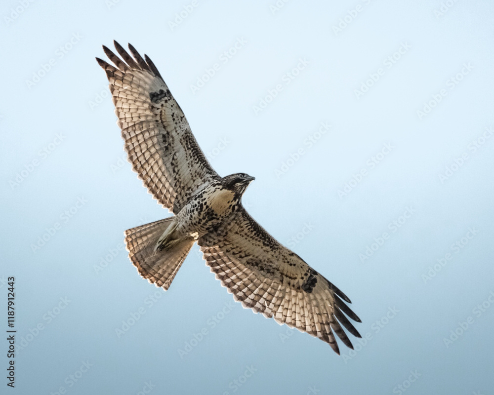 Fototapeta premium red tailed hawk flying high above through a blue sky