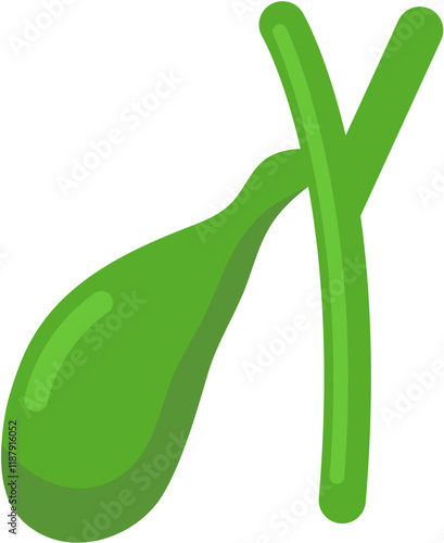 Gallbladder Human Organ
