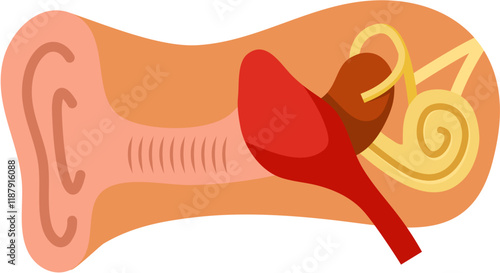 Inner Ear Human Organ