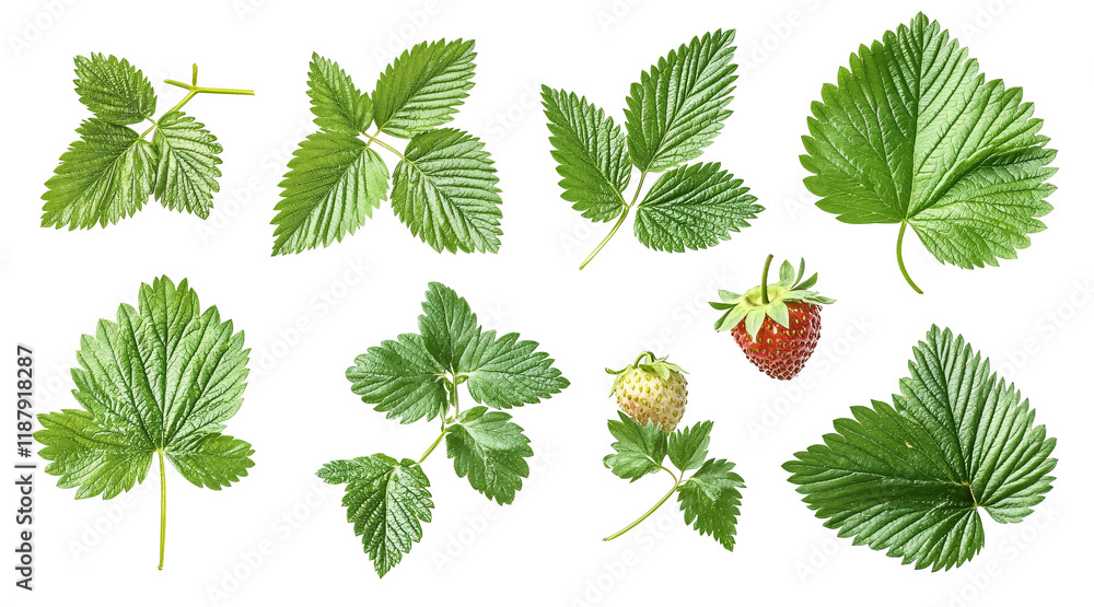 Collection of strawberry leaves on a white background. isolated background. Collection of strawberry leaves on a white background. isolated background.