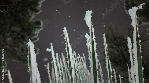 Wallpaper Mural Nieve cayendo en una planta de sotol, dasylirion de noche  Torontodigital.ca