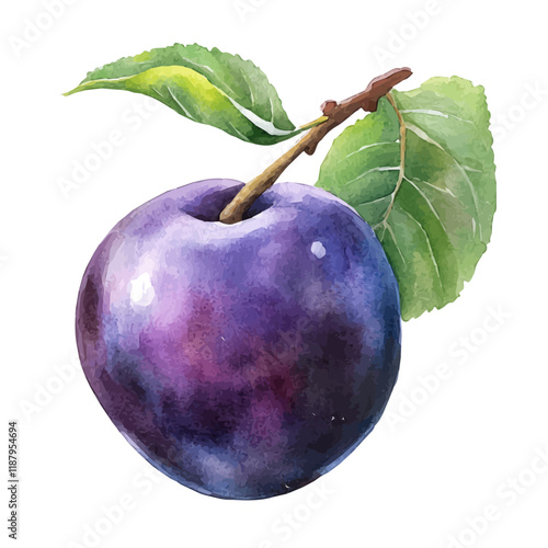 A watercolor vector painting of a Plum, isolated on a white background. Plum vector.

