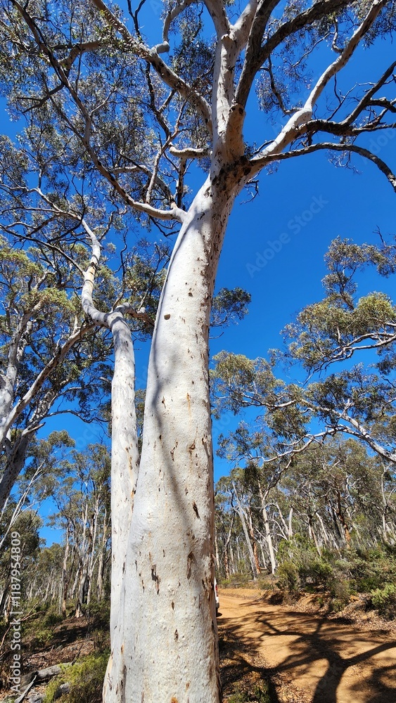 Obraz premium Dryandra Woodland in Western Australia