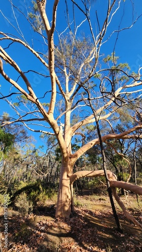 Dryandra Woodland in Western Australia photo