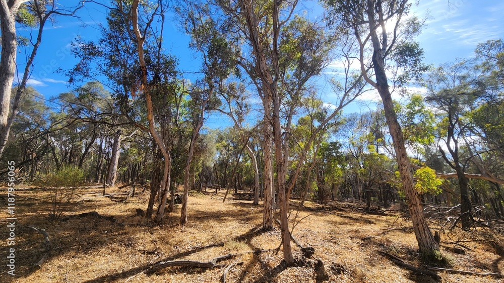 Fototapeta premium Dryandra Woodland in Western Australia