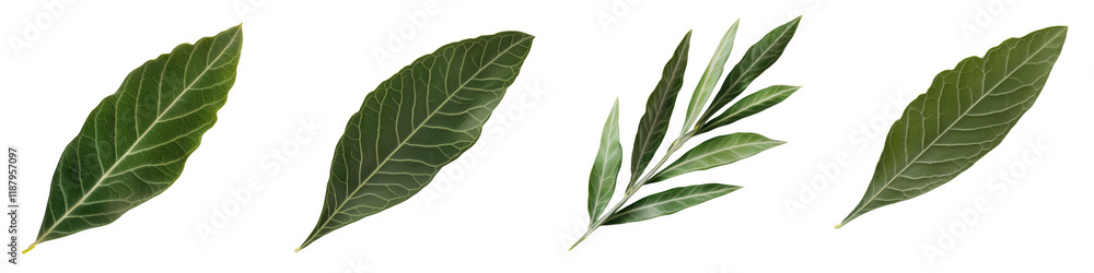 Obraz premium Vibrant Green Leaves Closeup Capturing Natural Beauty and Freshness Detailed texture and intricate patterns of lush foliage showcasing the essence of nature s elegance and simplicity