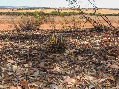 Short-beaked echidna (Tachyglossus aculeatus) in Australia photo