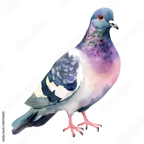 A watercolor vector painting of a Pigeon, isolated on a white background. Pigeon vector.

