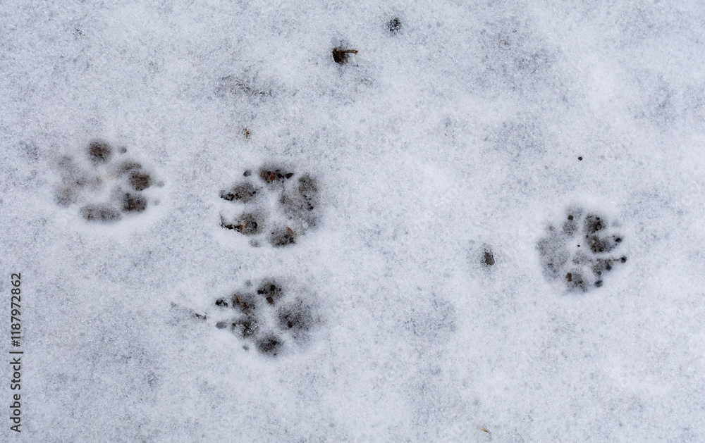A set of paw prints in the snow A set of paw prints in the snow