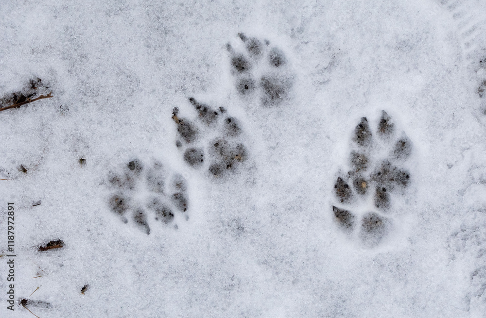 A set of paw prints in the snow A set of paw prints in the snow