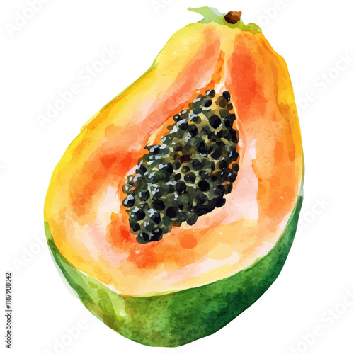 A watercolor vector painting of a Papaya, isolated on a white background. Papaya vector.

