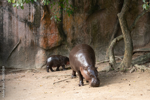 Behang A baby hippopotamus is causing a fan frenzy in Thailand