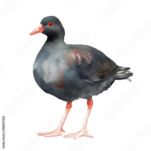 A watercolor vector painting of a Moorhen, isolated on a white background. Moorhen vector.

