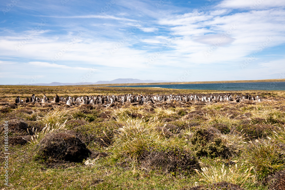 Naklejka premium Falkland Island landscape.
