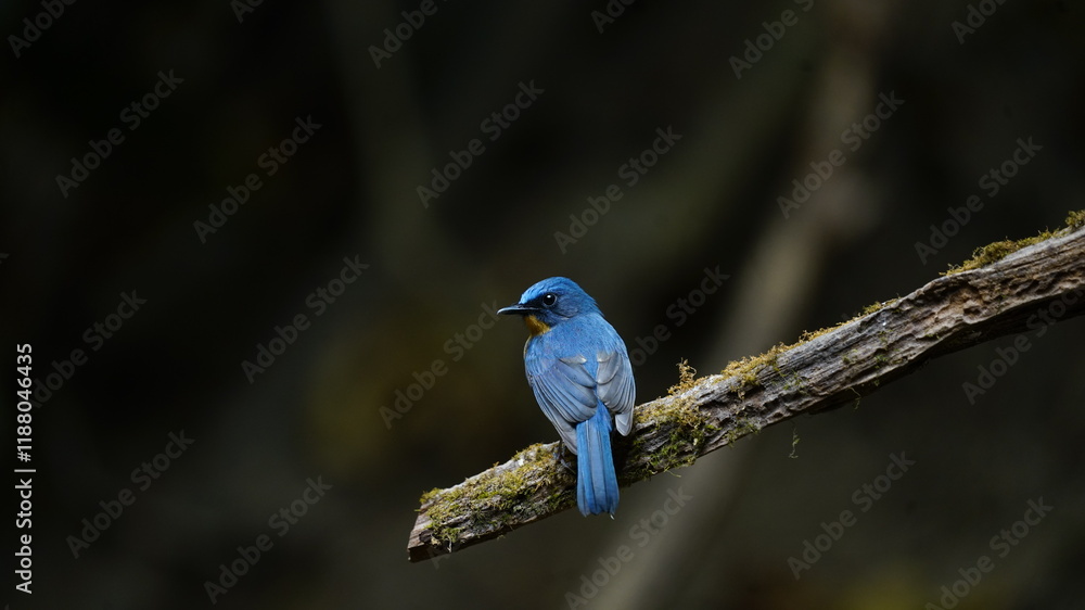 Hill blue Flycatsher. Medium-sized confusing flycatcher. Male is beautifully colored, with deep blue upperparts, orange throat and breast, and white belly. Hill blue Flycatsher. Medium-sized confusing flycatcher. Male is beautifully colored, with deep blue upperparts, orange throat and breast, and white belly.