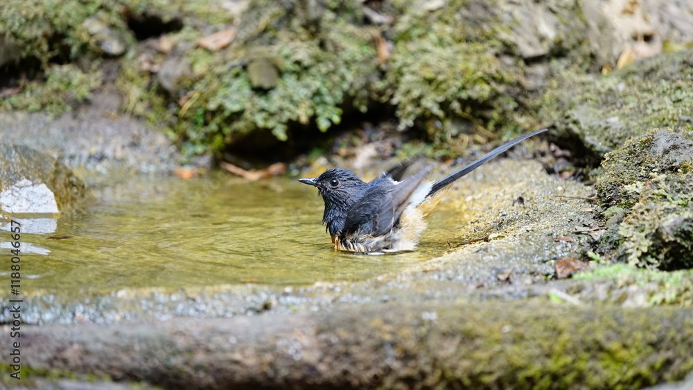 The white-rumped shama (Copsychus malabaricus) is a passerine bird in the Old World flycatcher family Muscicapidae. Native to densely vegetated habitats in the Indian subcontinent and Southeast Asia. The white-rumped shama (Copsychus malabaricus) is a passerine bird in the Old World flycatcher family Muscicapidae. Native to densely vegetated habitats in the Indian subcontinent and Southeast Asia.
