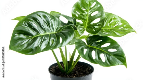 A potted Monstera deliciosa plant with vibrant green leaves photo