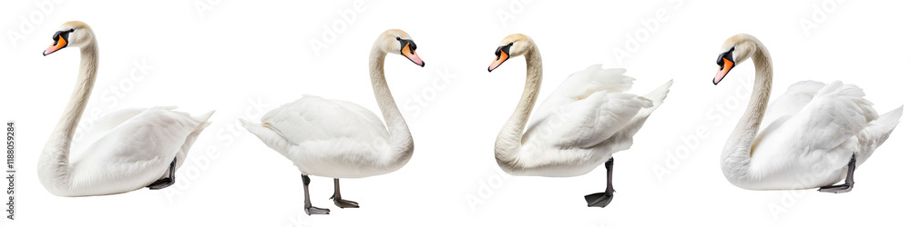 Beautiful White Swans Floating Gracefully on Tranquil Lake or Pond Beautiful White Swans Floating Gracefully on Tranquil Lake or Pond