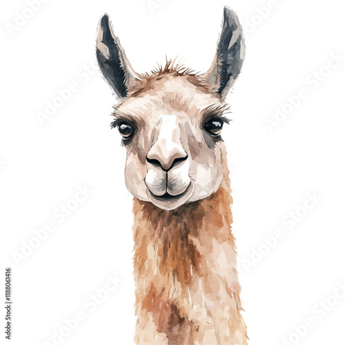 A watercolor vector painting of a Llama, isolated on a white background. Llama vector.

