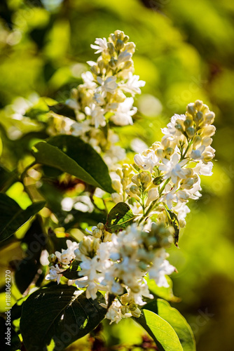 white lilac in the garden