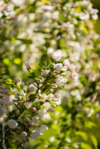 apple blossom in the garden
