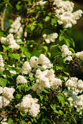 white lilac in the garden