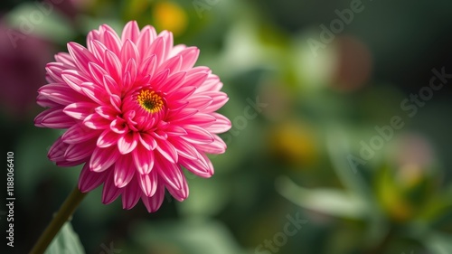 A delicate pink dahlia flower with a soft focus background showcasing the intricate details of nature's beauty.