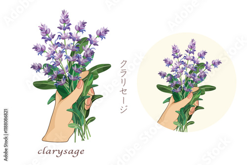 手に持ったクラリセージ・ハーブ