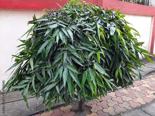 Monoon longifolium tree. It's other names false ashoka and synonym Polyalthia longifolia. This is an Asian small tree species in the family Annonaceae. It is native to southern India and Sri Lanka. 
 photo