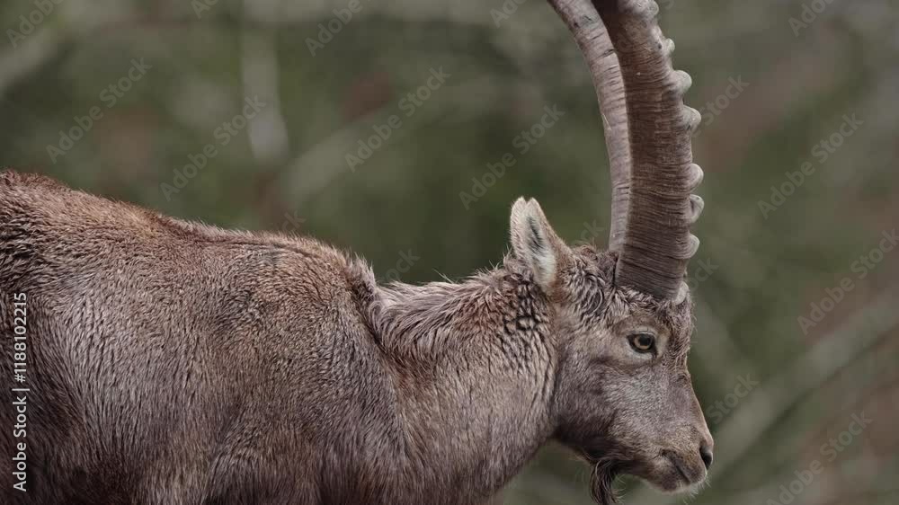 Alpine ibex walks on rocks Alpine ibex walks on rocks