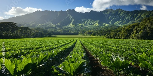 Lush taro fields stretch across scenic Hanalei Valley, showcasing the vibrant and rich agricultural landscape of taro cultivation in a breathtaking natural environment. photo