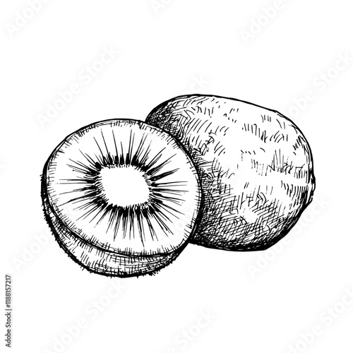 Kiwi fruit composition  sketch ink graphic illustration, draft silhouette drawing, black on white line art. Botanical vintage etching food design.