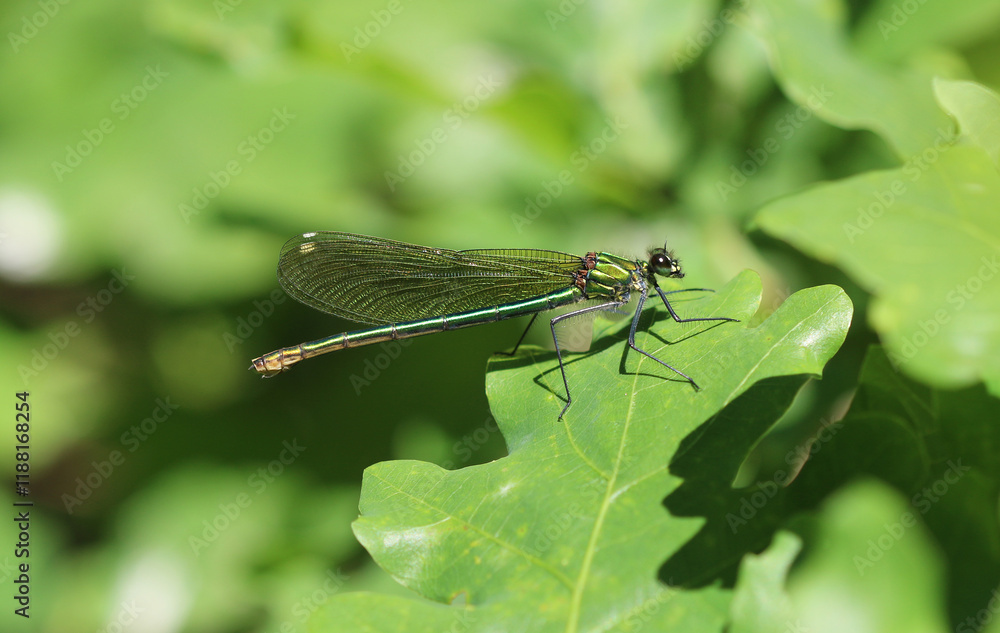 Gebänderte Prachtlibelle - Banded Demoiselle