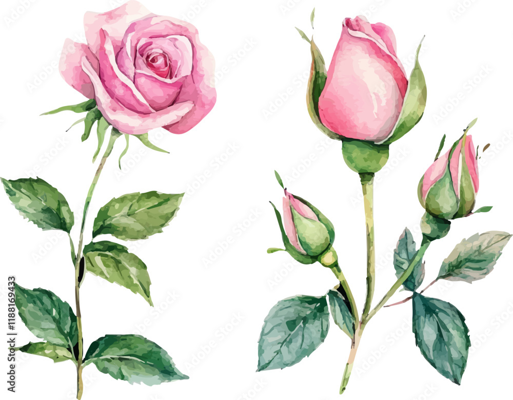 Fototapeta premium set of pink roses