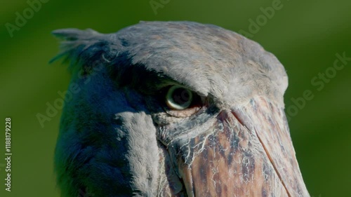 Alert Shoebill Stork Hunting Fish On Wetlands Of Entebbe, Uganda, East Africa. Close-up Shot photo