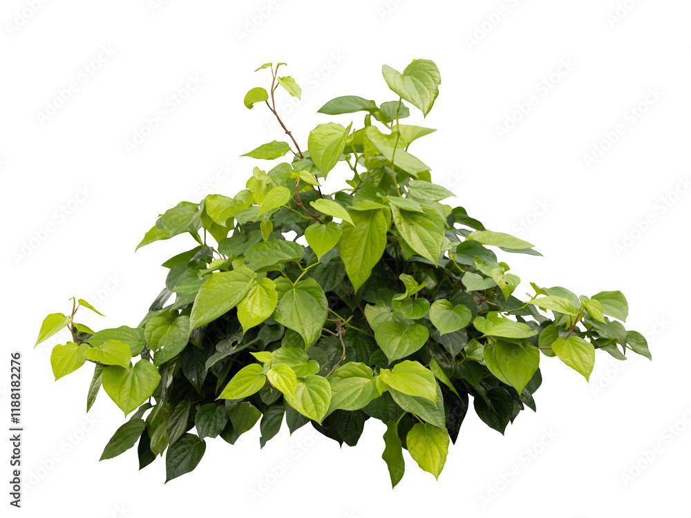 Fototapeta premium Tropical plant bush green shrub tree isolated on white background with clipping path. 