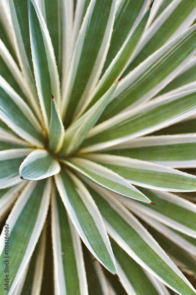 Fototapeta premium Agave