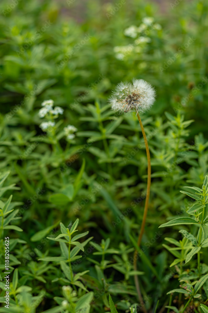Dandelion with a fluffy seed head on a long stem surrounded by green foliage, set against a blurred natural background. Outdoor nature scene.
Dandelion with a fluffy seed head on a long stem surrounded by green foliage, set against a blurred natural background. Outdoor nature scene.