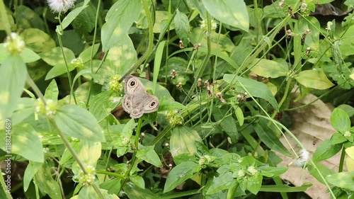 Ypthima Baldus - Common Five Rings butterfly takes off at the end