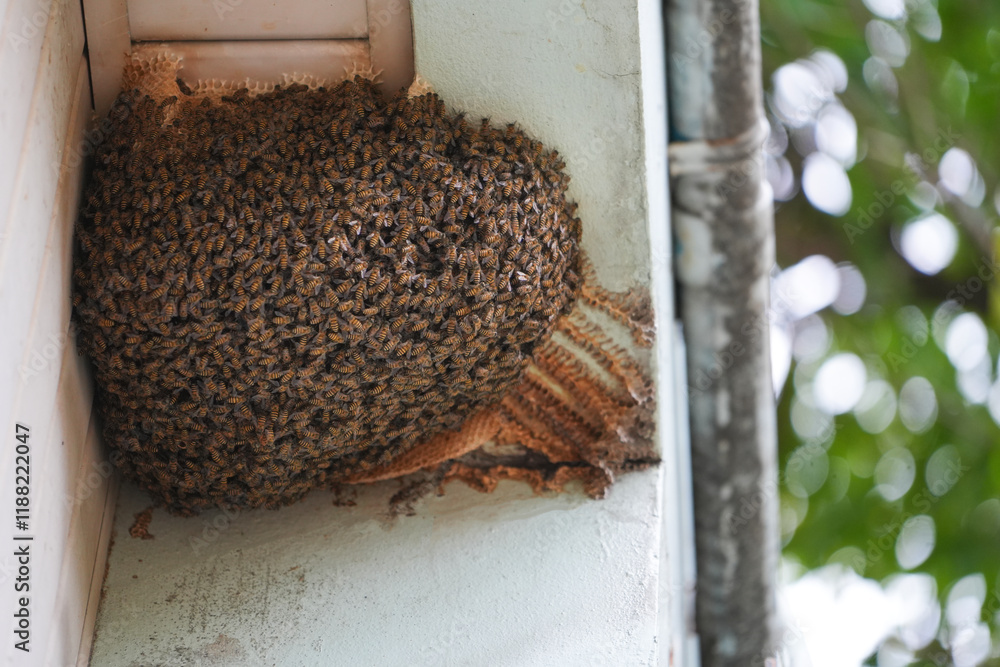 Close up of bees swarming on a honeycomb on outside building. Close up of bees swarming on a honeycomb on outside building.