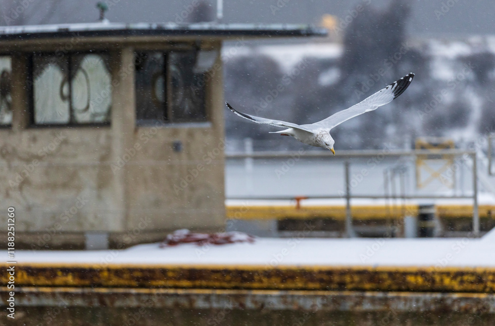 A herring gull swoops into a lock chamber A herring gull swoops into a lock chamber