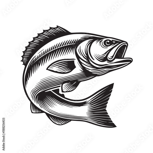 European seabass fish vector illustration, Sea fish different poses Design
