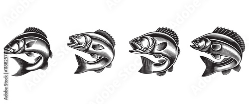 Collection of European seabass fish vector illustration, Sea fish different poses Design
