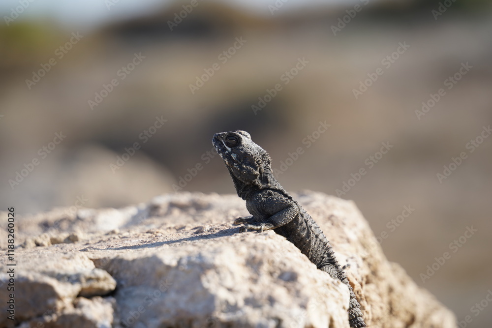 Agama lizard or hardun lizard (Stellagama stellio or Laudakia stellio stellion or Lacerta stellio) sits on a rock and basks under the sun Agama lizard or hardun lizard (Stellagama stellio or Laudakia stellio stellion or Lacerta stellio) sits on a rock and basks under the sun