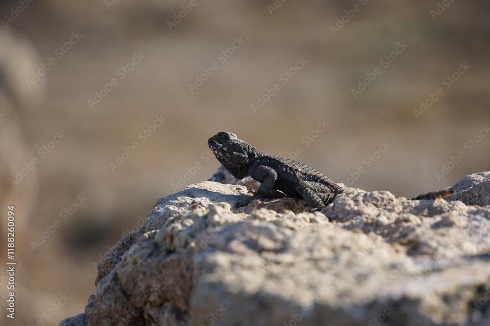 Agama lizard or hardun lizard (Stellagama stellio or Laudakia stellio stellion or Lacerta stellio) sits on a rock and basks under the sun Agama lizard or hardun lizard (Stellagama stellio or Laudakia stellio stellion or Lacerta stellio) sits on a rock and basks under the sun