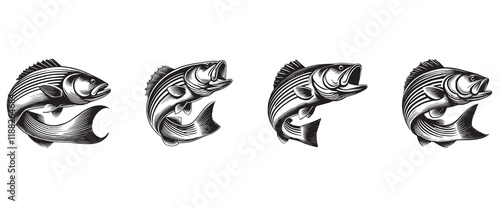 Set of Striped bass fish vector illustration, Sea fish different poses Design