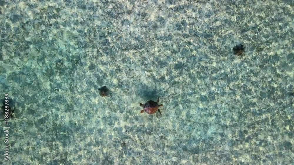 Drone view of beautiful turtles in blue lagoon of Seychelles Drone view of beautiful turtles in blue lagoon of Seychelles